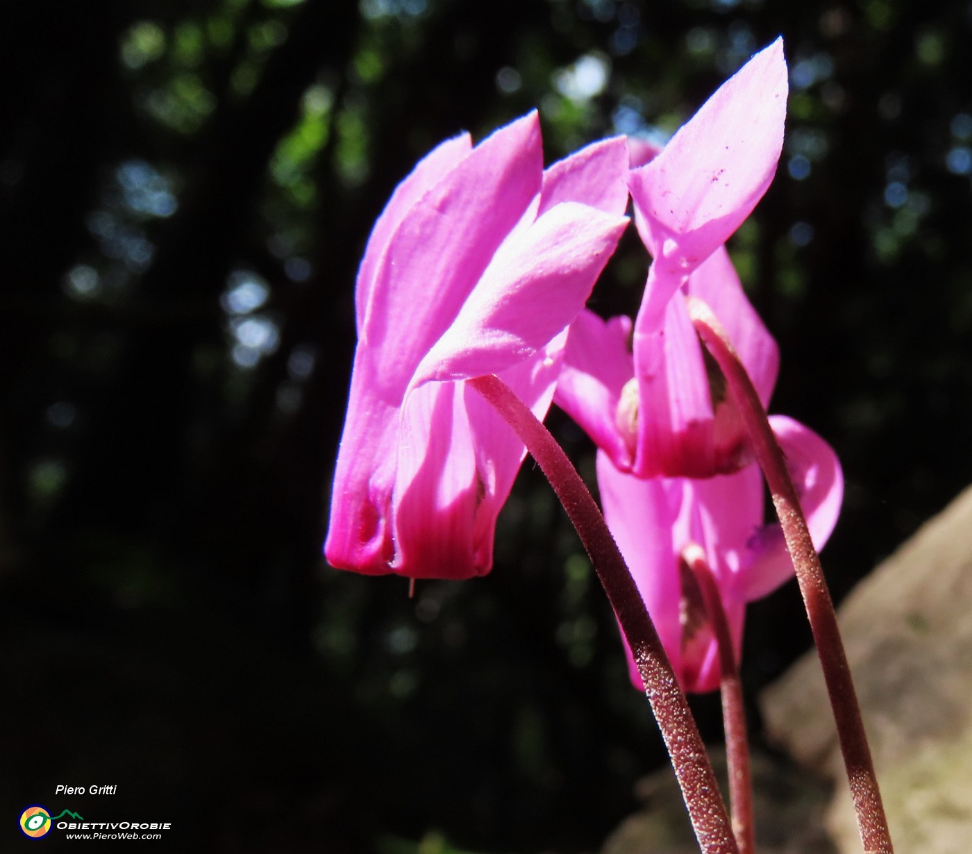 62 Cyclamen (Ciclamini).JPG